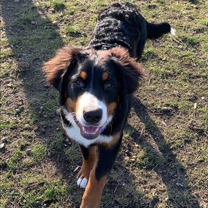 Meet your Posher, Robin